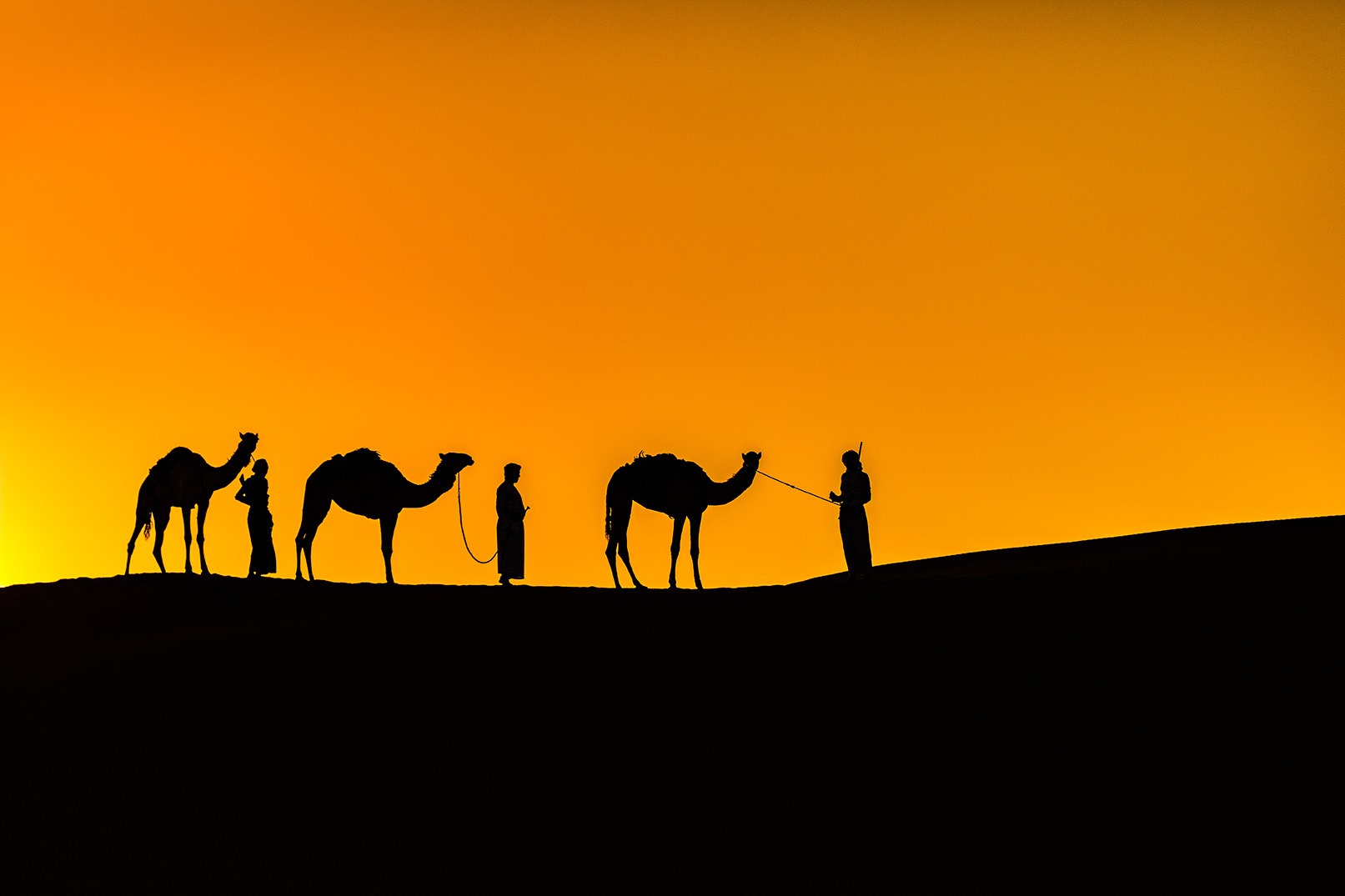 Camel caravan at sunset in the desert